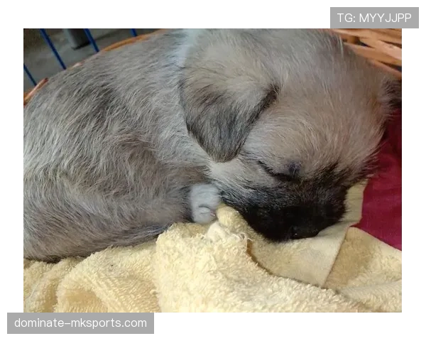 拉皮诺家的狗吃的都比我一个月饭钱多